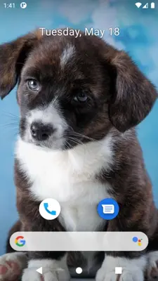 Cute Dog Wallpaper android App screenshot 0