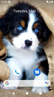 Cute Dog Wallpaper android App screenshot 9