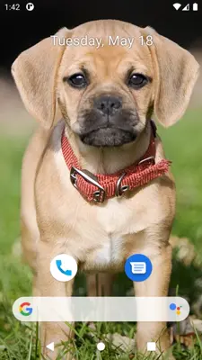 Cute Dog Wallpaper android App screenshot 2