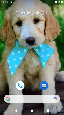 Cute Dog Wallpaper android App screenshot 7