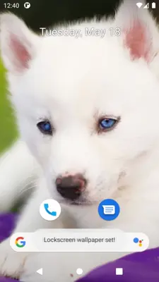 Cute Dog Wallpaper android App screenshot 8